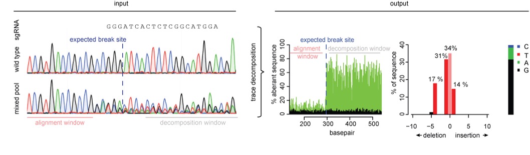 CRISPR 101: Validating Your Genome Edit